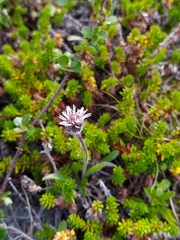 Erigeron humilis