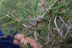 Melaleuca gibbosa