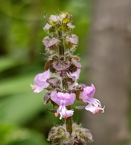 Ocimum tenuiflorum
