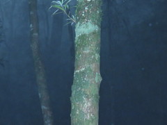 Podocarpus fasciculus