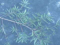 Podocarpus fasciculus