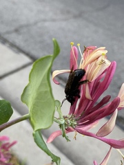 Xylocopa tabaniformis androleuca