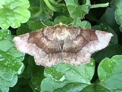 Metarranthis refractaria