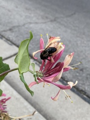 Xylocopa tabaniformis androleuca