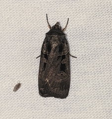 Pseudohermonassa tenuicula