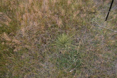 Aciphylla subflabellata