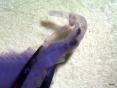 Eubranchipus oregonus