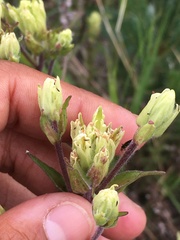 Castilleja pallida yukonis