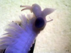 Eubranchipus oregonus