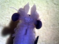 Eubranchipus oregonus