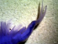 Eubranchipus oregonus