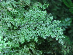 Hymenophyllum polyanthos