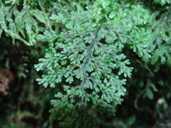 Hymenophyllum polyanthos