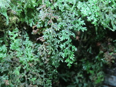 Hymenophyllum polyanthos