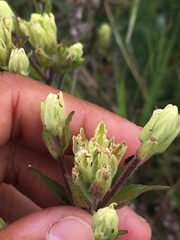 Castilleja pallida yukonis