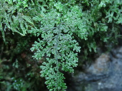 Hymenophyllum polyanthos