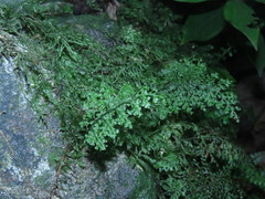 Hymenophyllum polyanthos