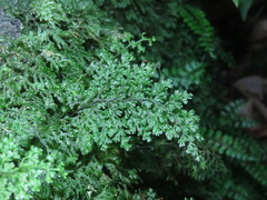 Hymenophyllum polyanthos