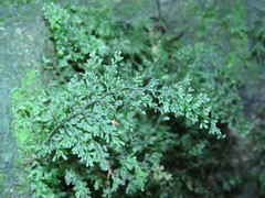 Hymenophyllum polyanthos
