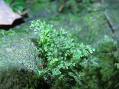 Hymenophyllum polyanthos