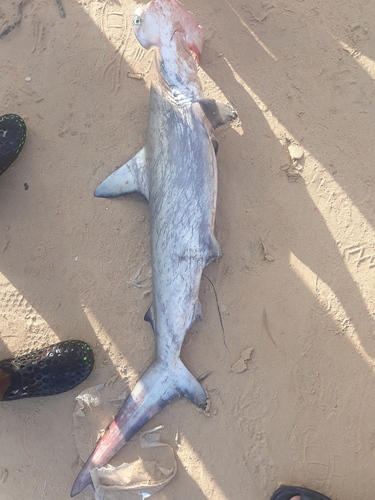 Scalloped Hammerhead