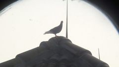 Columba livia domestica