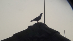 Columba livia domestica