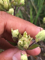 Castilleja pallida yukonis