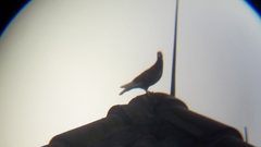 Columba livia domestica