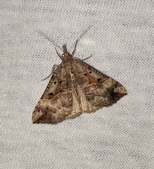 Hypena edictalis