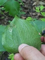 Parallelomma paridis