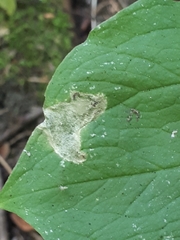 Parallelomma paridis
