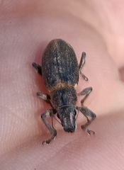 Brachyderes lusitanicus