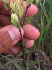 Castilleja pallida yukonis