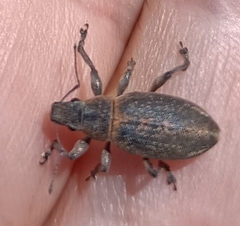 Brachyderes lusitanicus