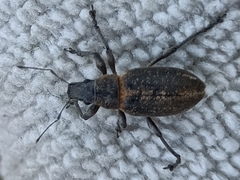 Brachyderes lusitanicus