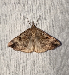 Hypena edictalis