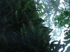 Lemmaphyllum diversum