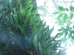 Lemmaphyllum diversum