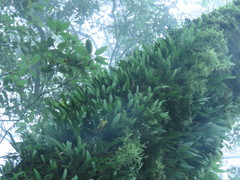 Lemmaphyllum diversum