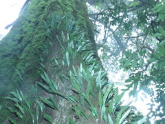 Lemmaphyllum diversum