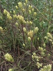 Castilleja pallida yukonis