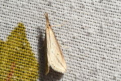 Donacaula longirostrallus