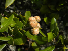 Quercus wislizeni frutescens