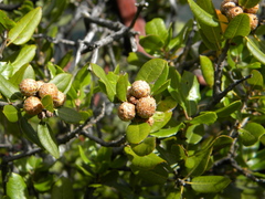 Quercus wislizeni frutescens