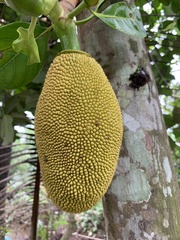 Artocarpus heterophyllus