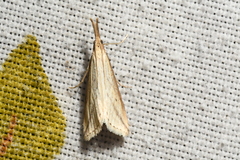 Donacaula longirostrallus