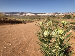 Asclepias labriformis