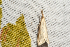 Donacaula longirostrallus