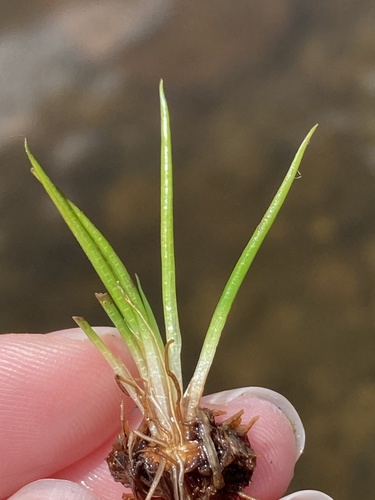 Green Mountain quillwort (Isoetes viridimontana)